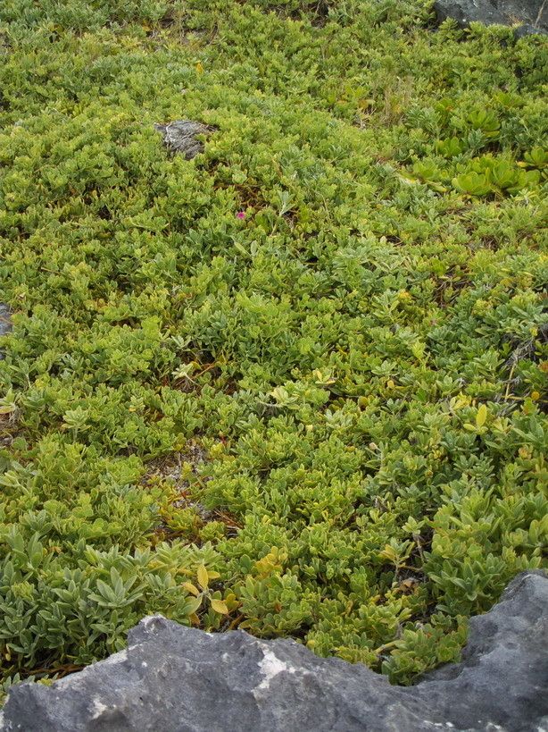 Lotus anfractuosus habit