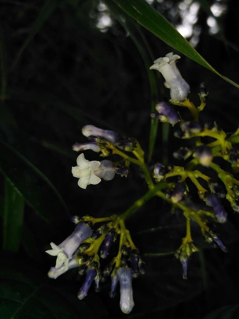 Palicourea adusta flower