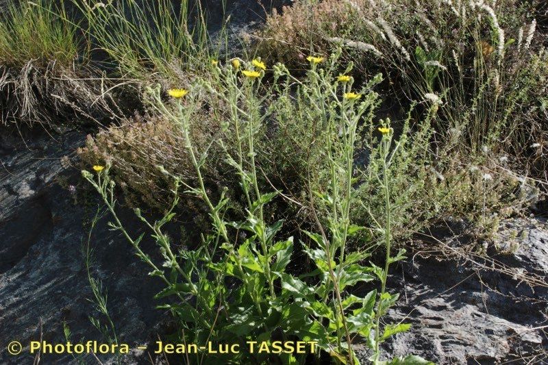 Hieracium hecatadenum habit