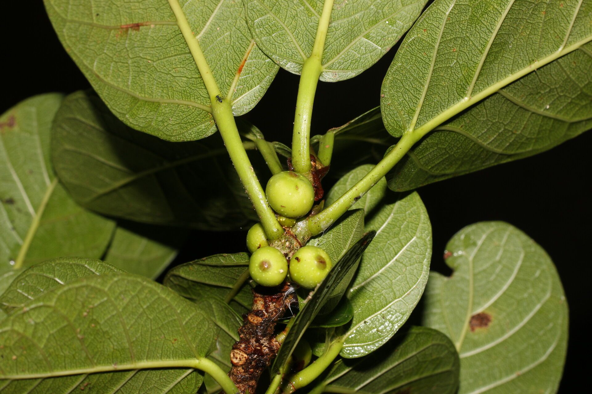 Ficus crassinervia — houseplant care guide