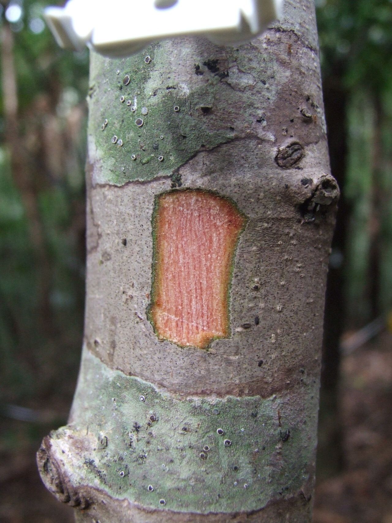 Myrsine modesta — houseplant care guide