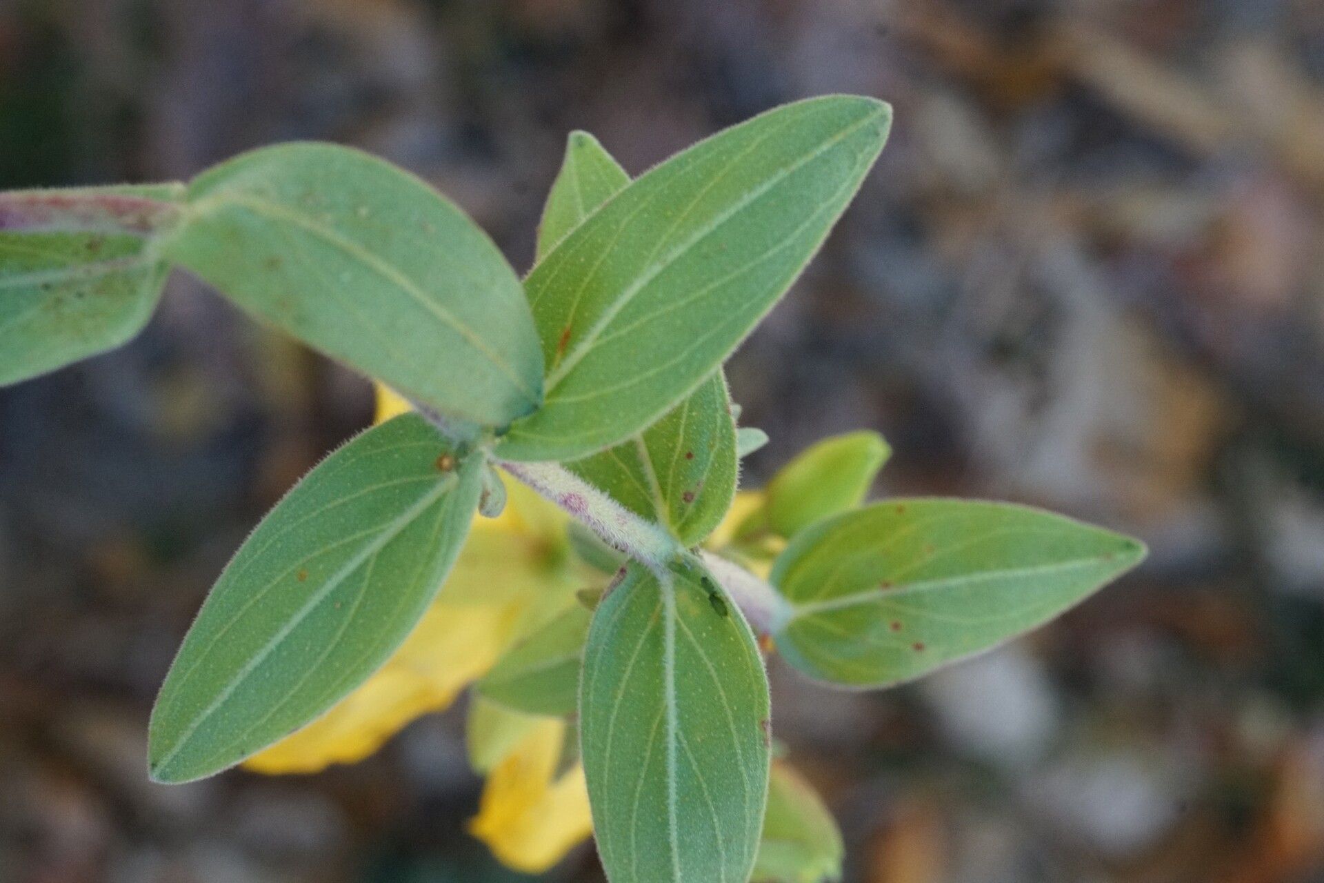 Hypericum cerastoides — houseplant care guide