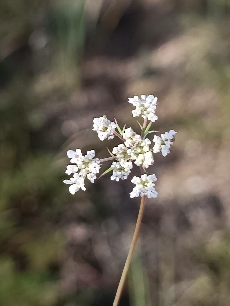 Ammoides pusilla flower