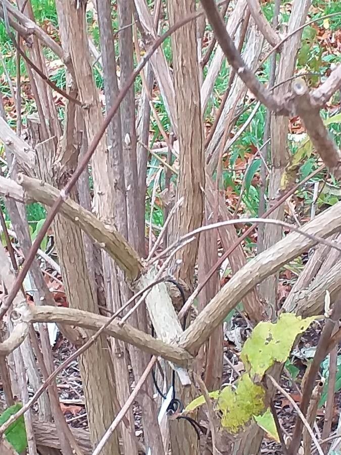 Buddleja albiflora bark