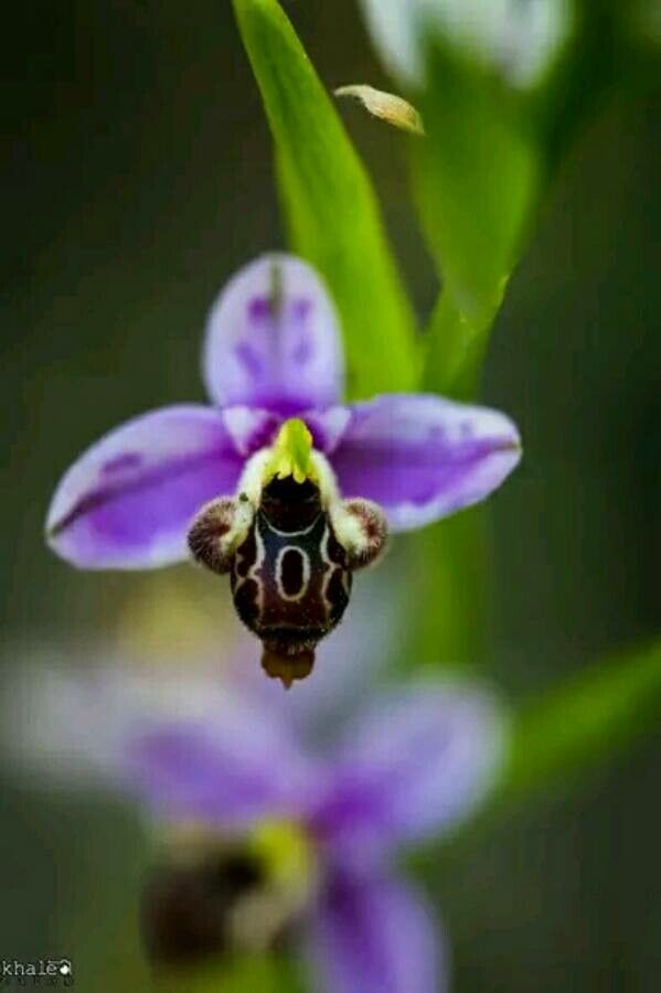 Ophrys schulzei — search result for 'Ophrys'