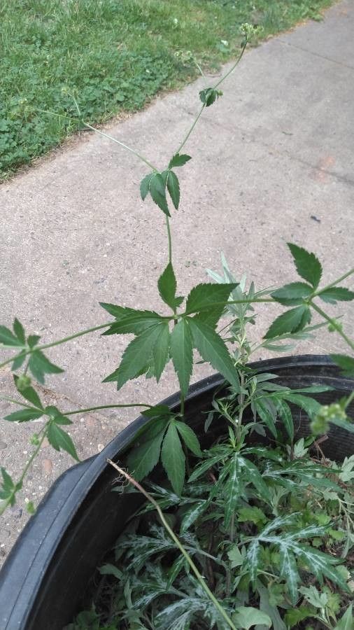 Sanicula marilandica leaf