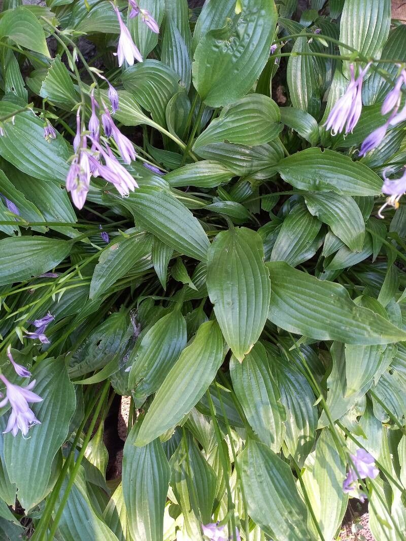 Hosta lancifolia leaf