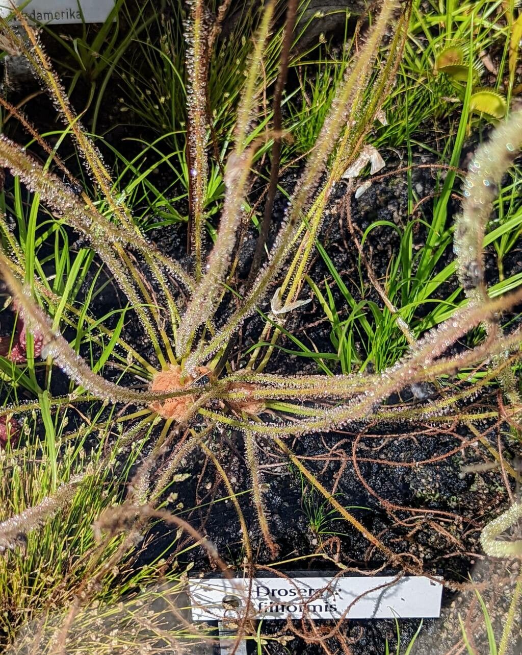 Drosera filiformis habit