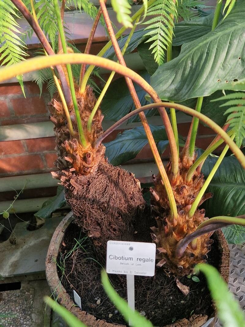 Cibotium regale bark