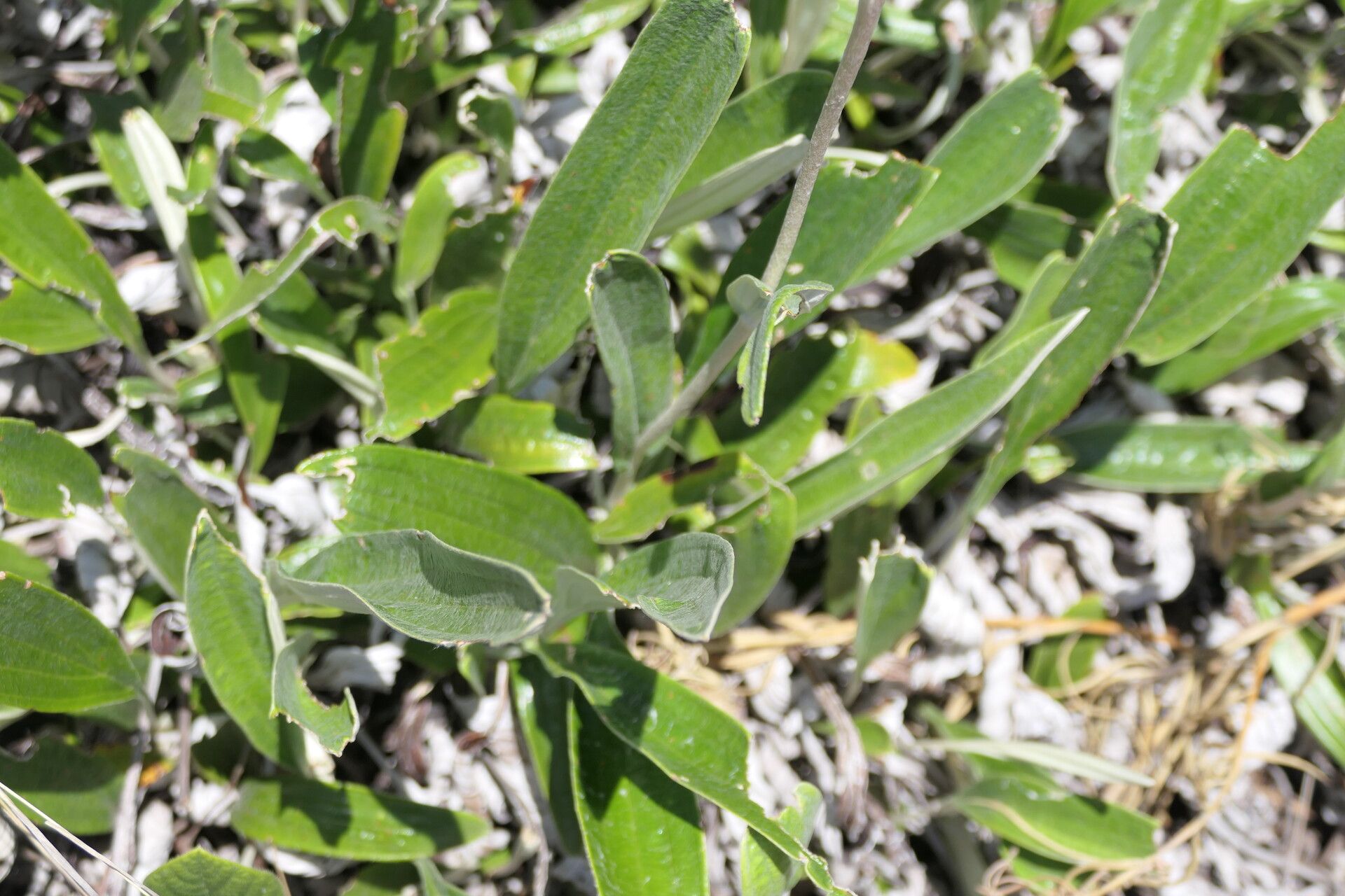 Helichrysum nudifolium — search result for 'Helichrysum'