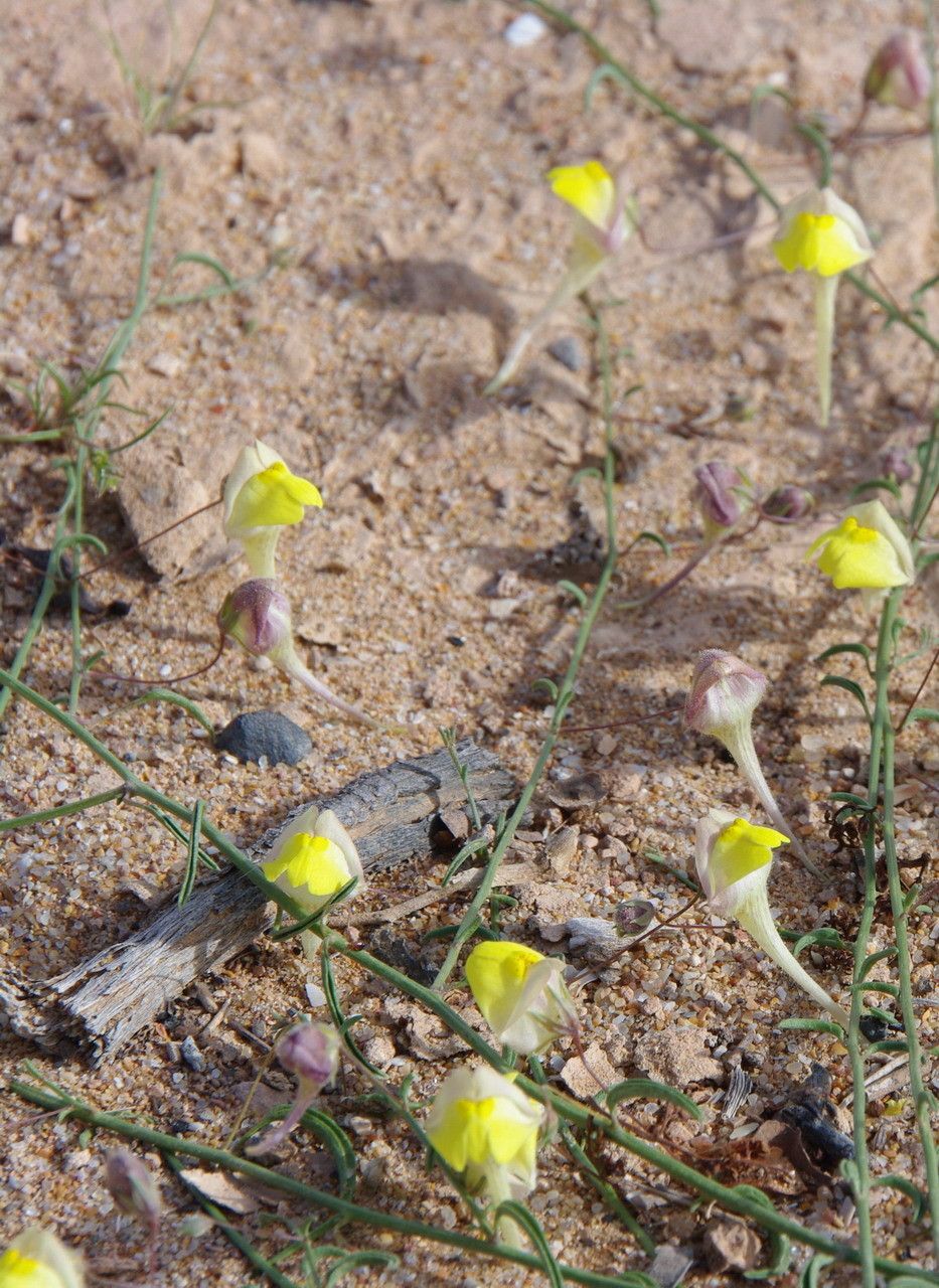 Kickxia aegyptiaca other