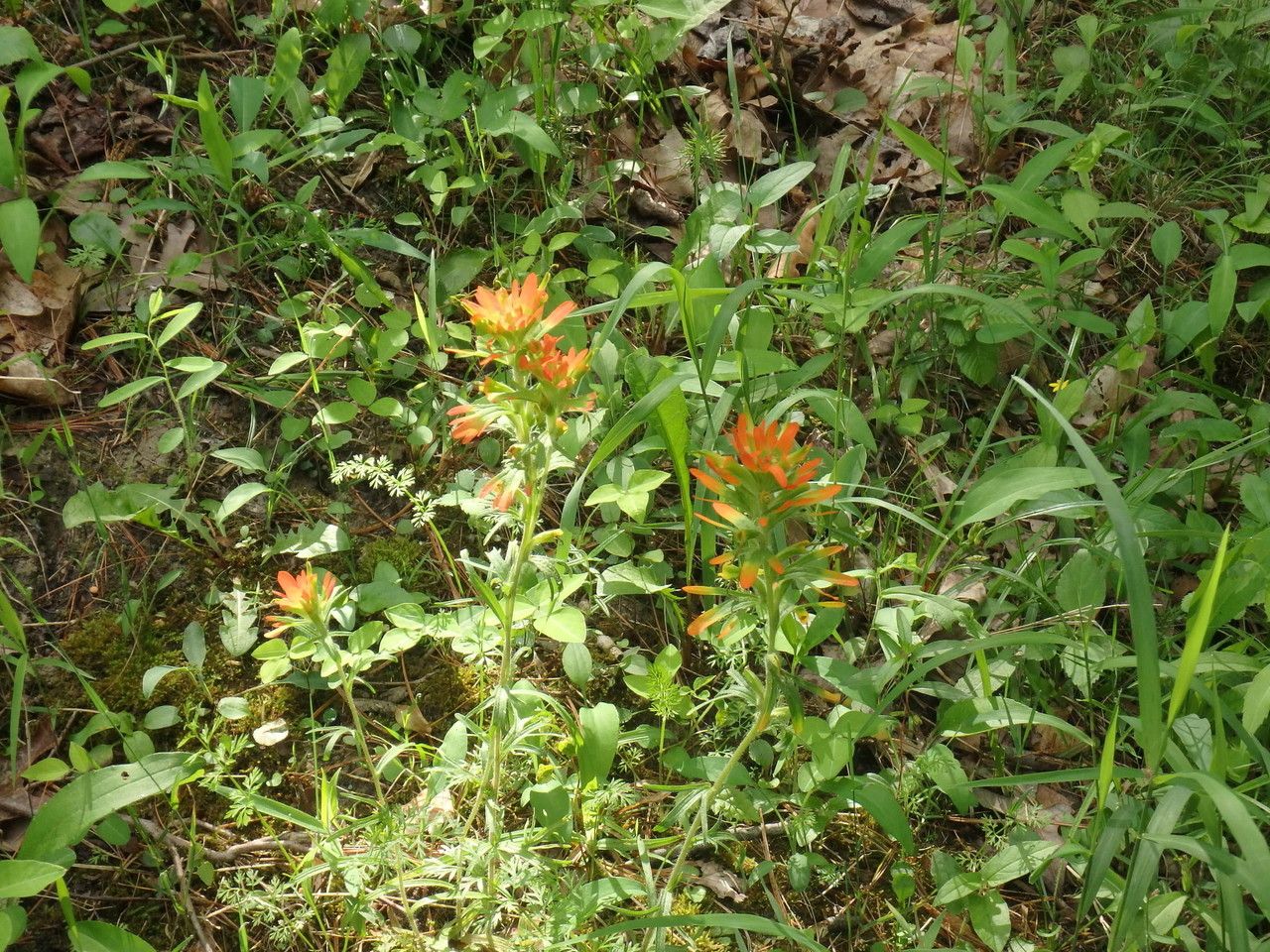 Castilleja coccinea habit
