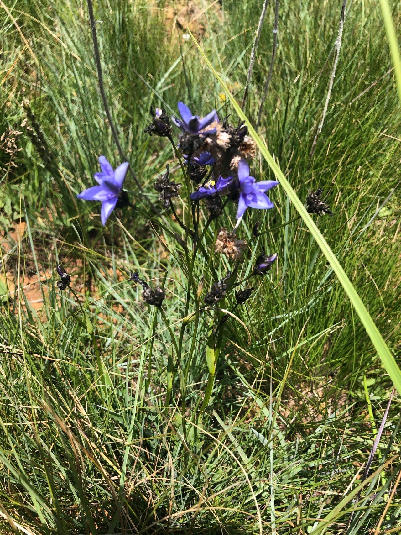Aristea angolensis flower