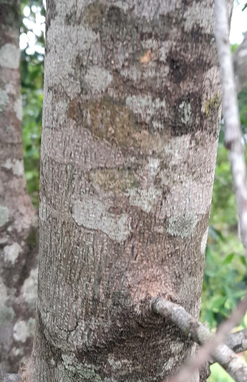 Machaerium brasiliense bark