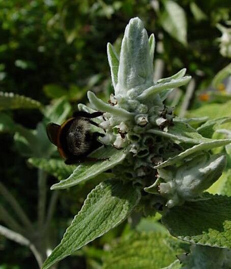 Sideritis macrostachyos flower
