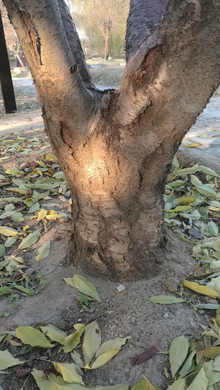 Prunus davidiana bark