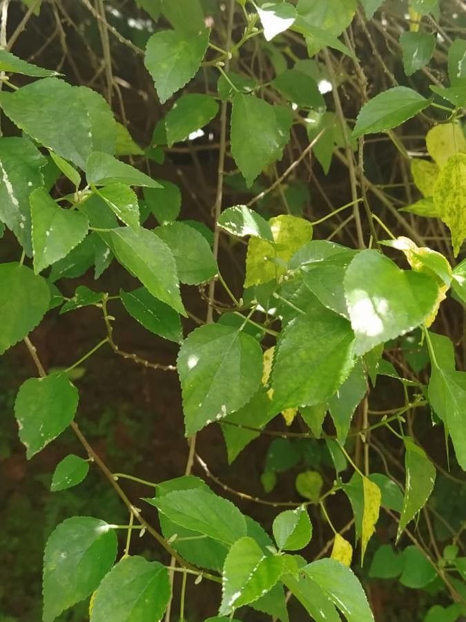 Acalypha fruticosa — search result for 'Kenya'