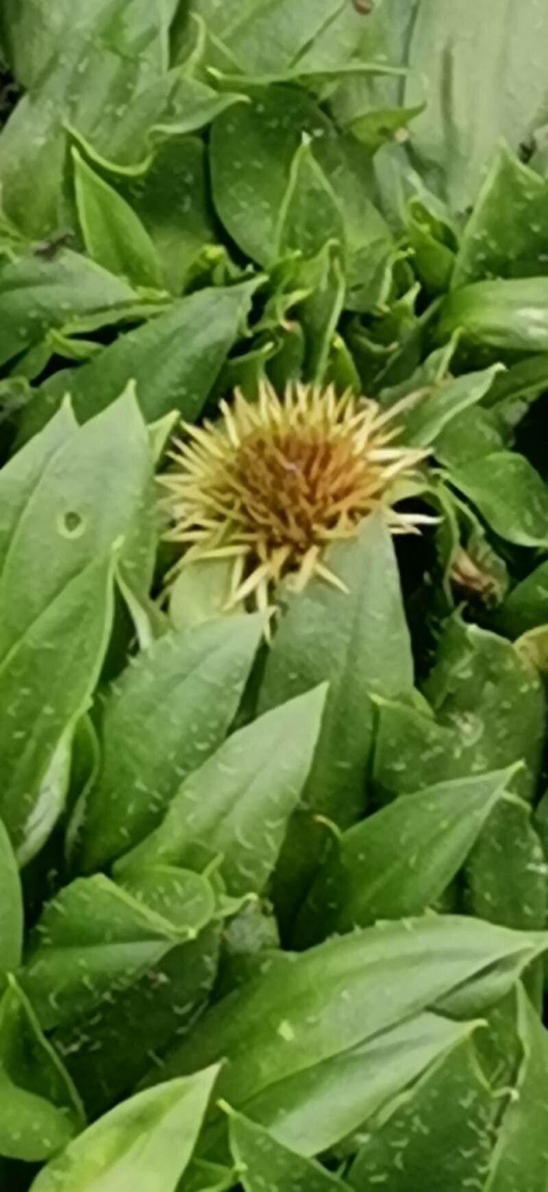 Ammobium calyceroides other