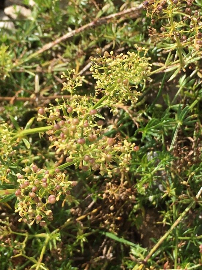 Galium pumilum fruit