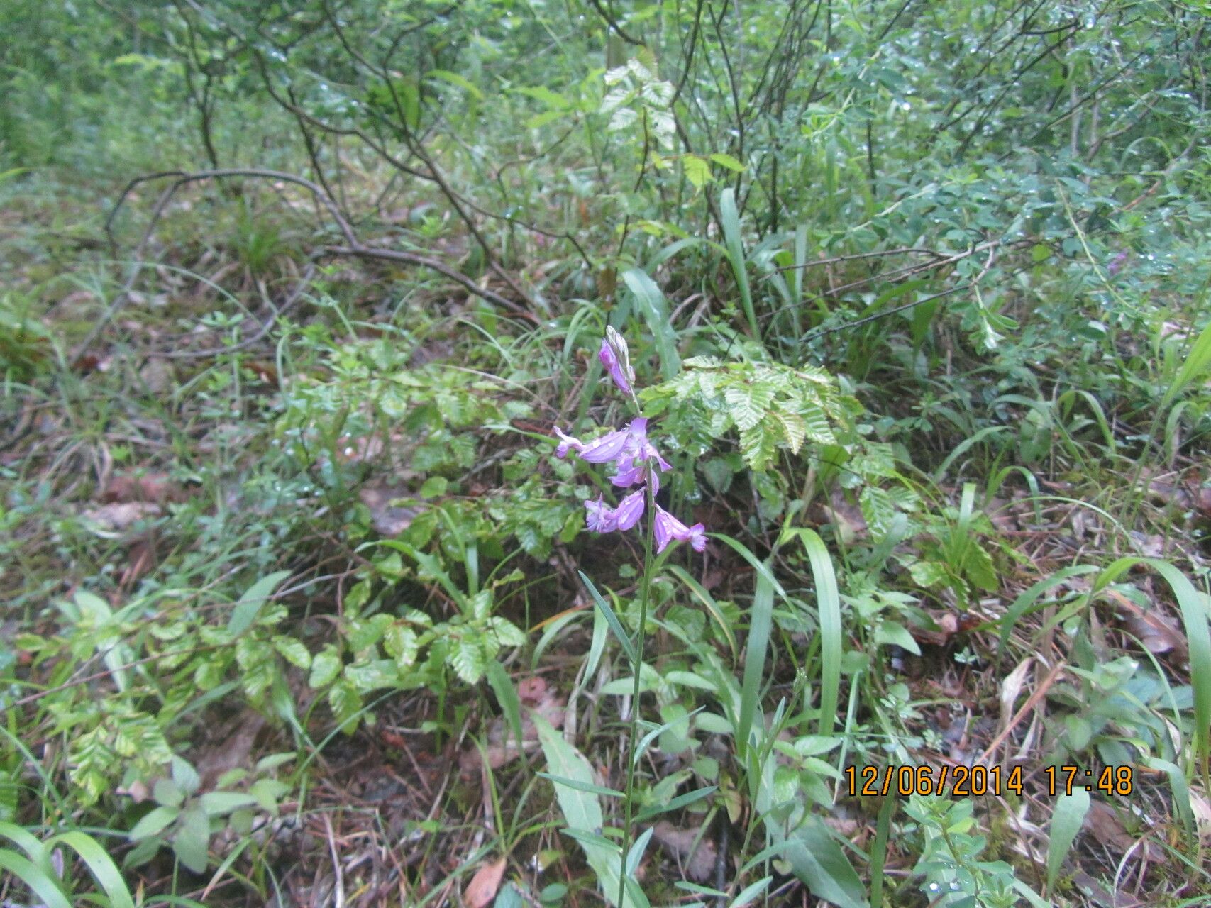Polygala transcaucasica flower