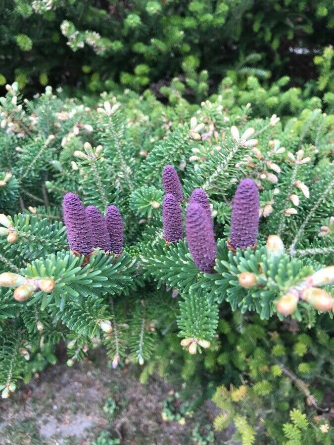 Abies koreana flower