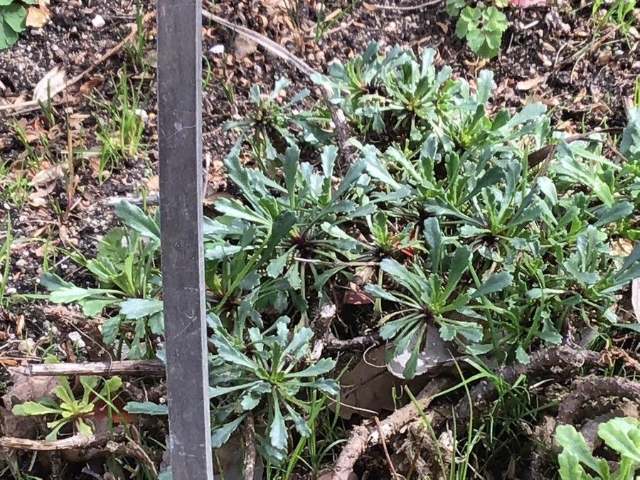 Leucanthemum pallens — houseplant care guide