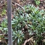 Leucanthemum pallens