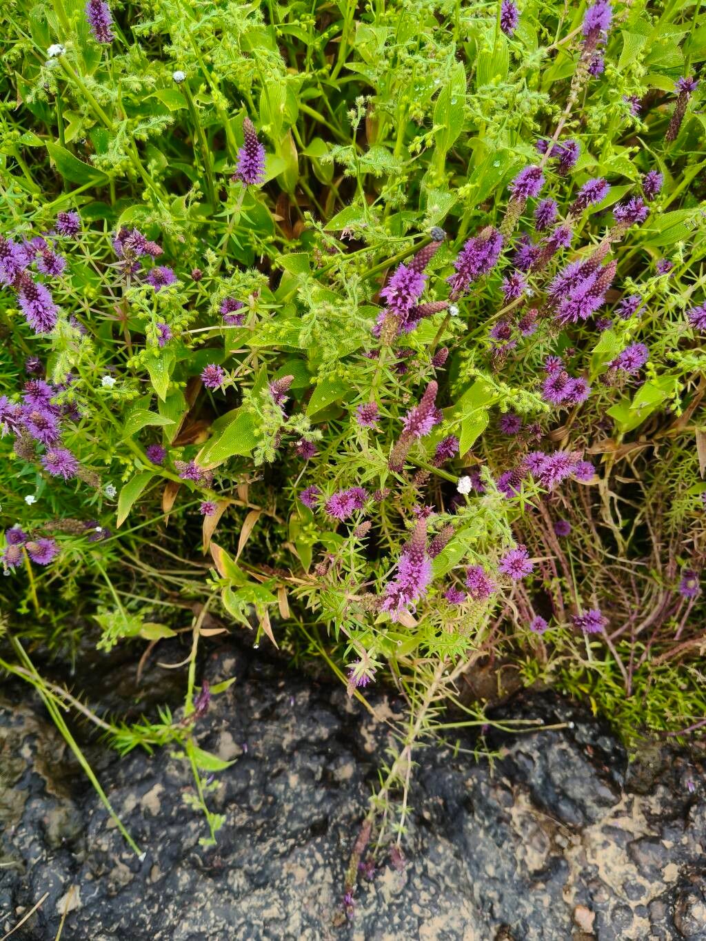 Pogostemon deccanensis flower