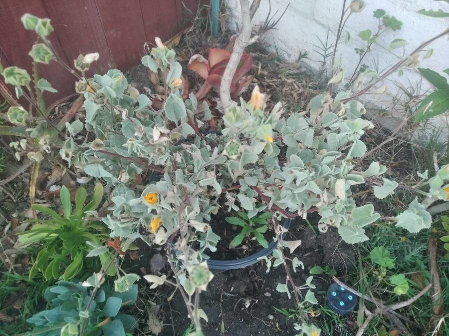 Abutilon palmeri flower