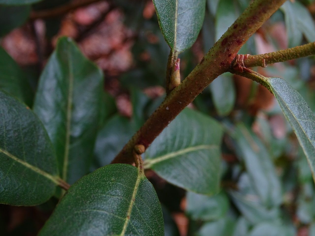 Rhododendron ambiguum bark