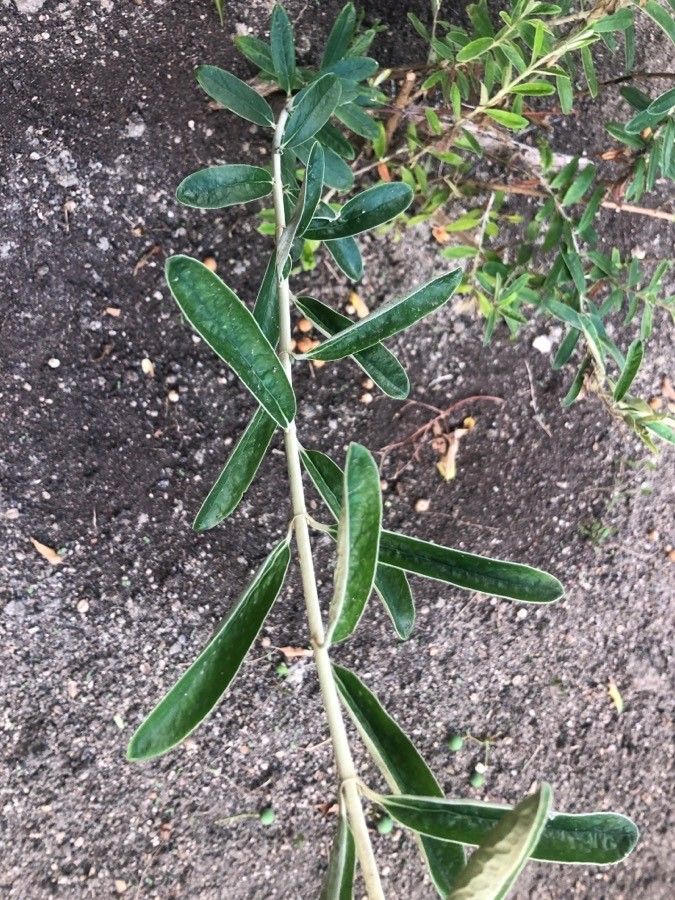 Buddleja incana — search result for 'Scrophulariaceae'
