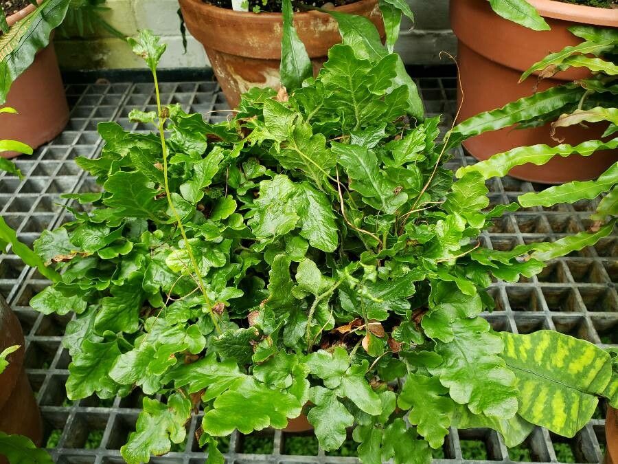 Tectaria zeylanica habit