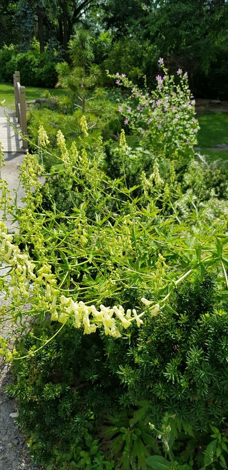 Aconitum krylovii habit