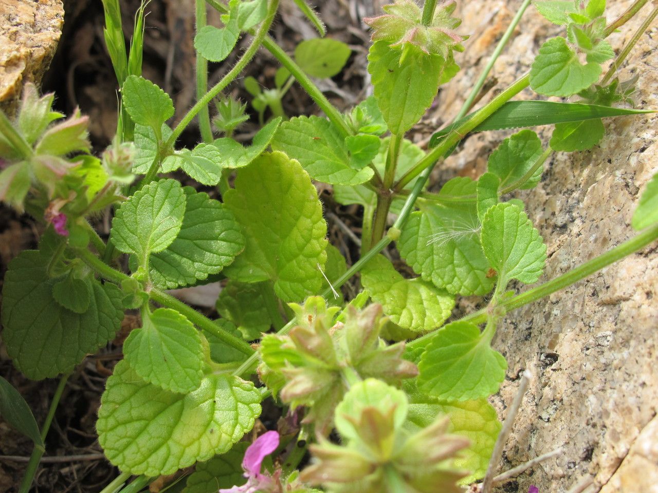 Stachys marrubiifolia other