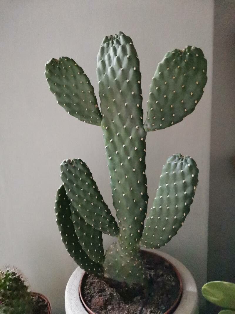 Opuntia × cochinera — search result for 'Opuntia'