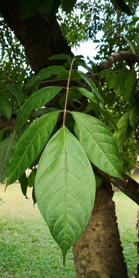 Stereospermum tetragonum — search result for 'Stereospermum'