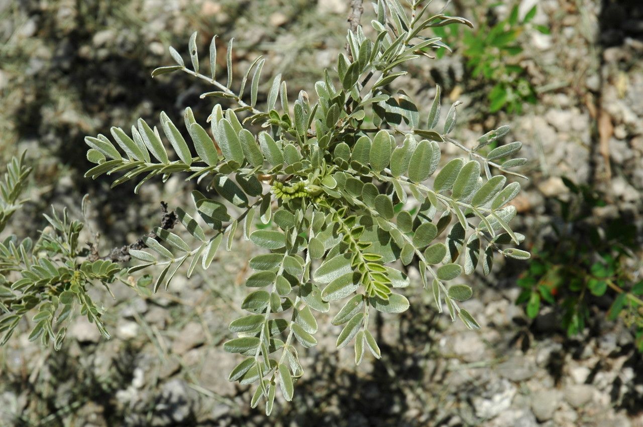 Sesbania tomentosa leaf