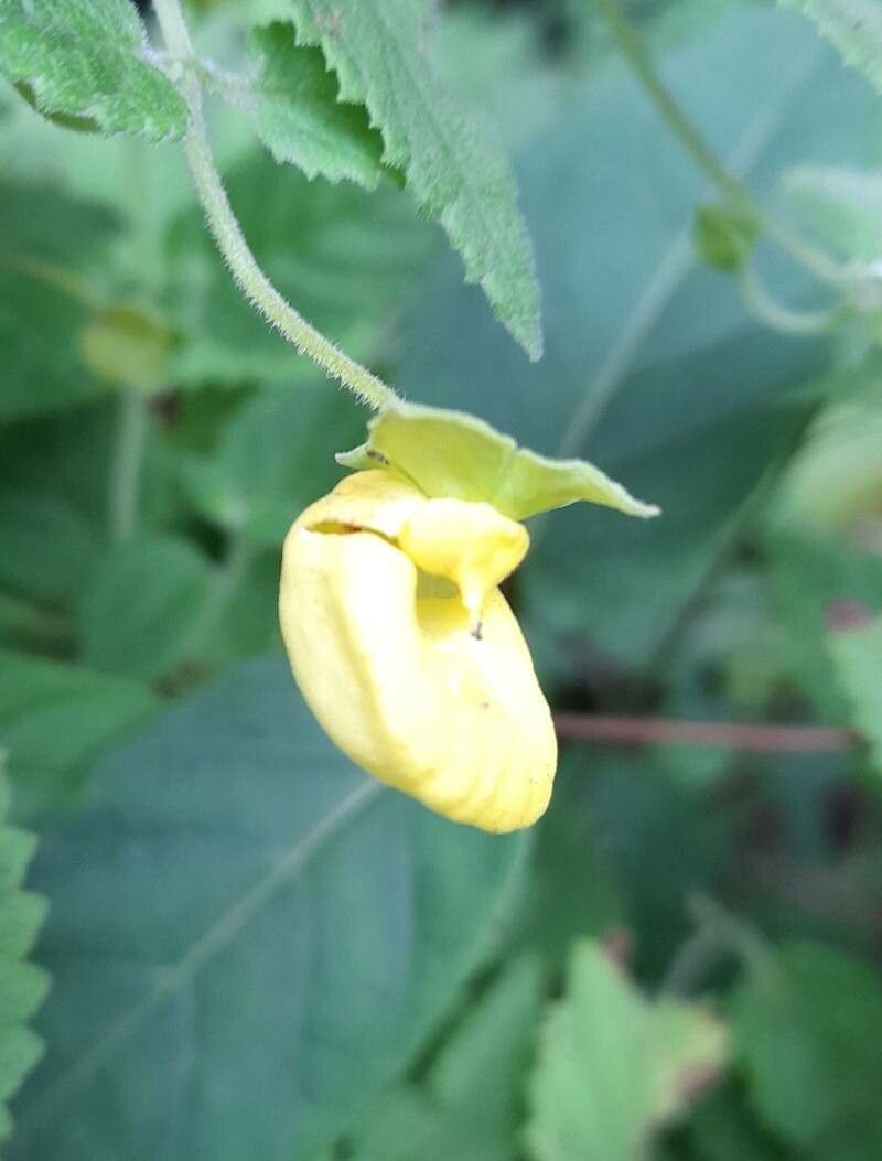 Calceolaria jujuyensis flower