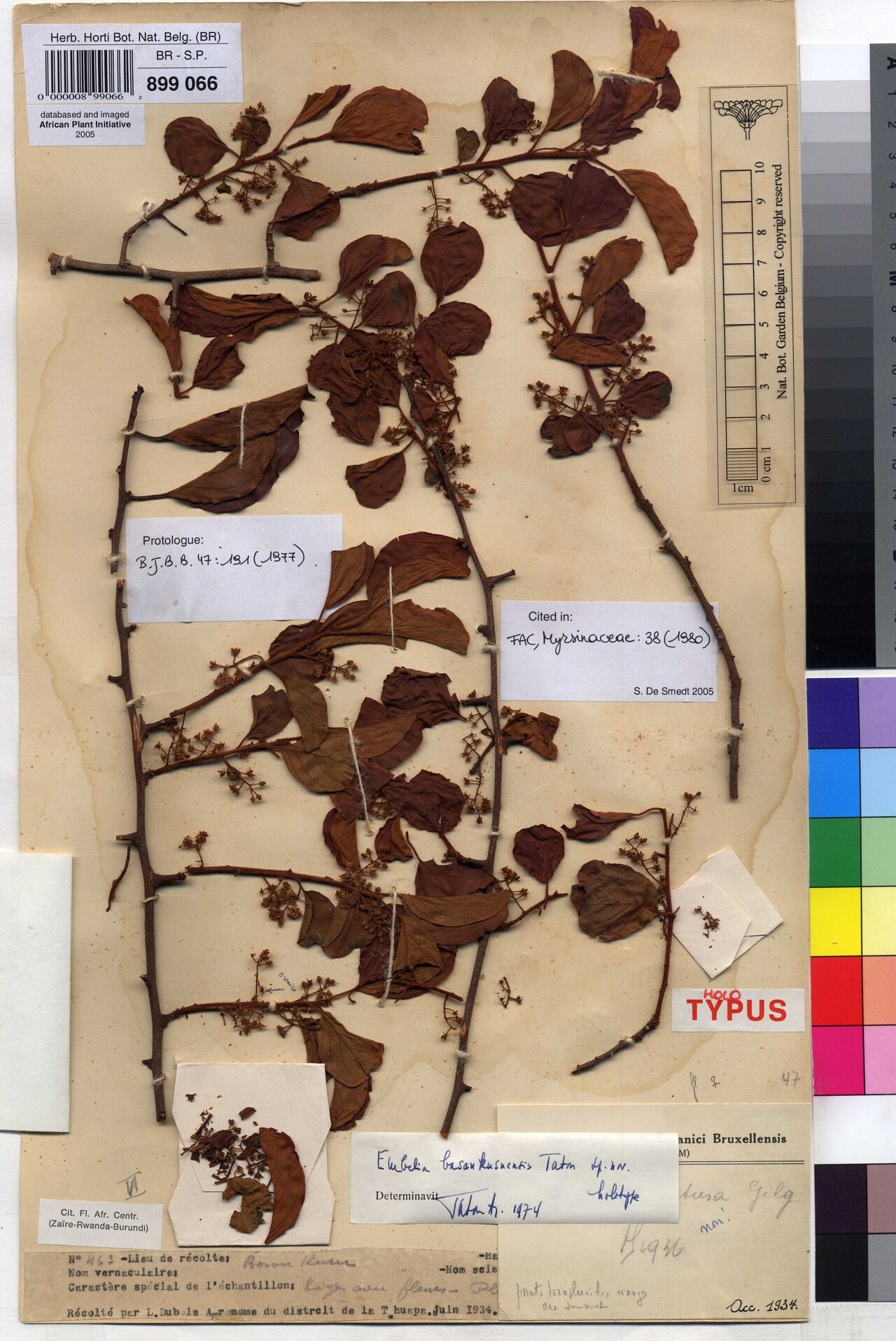 Embelia basankusuensis — related species from the same genus