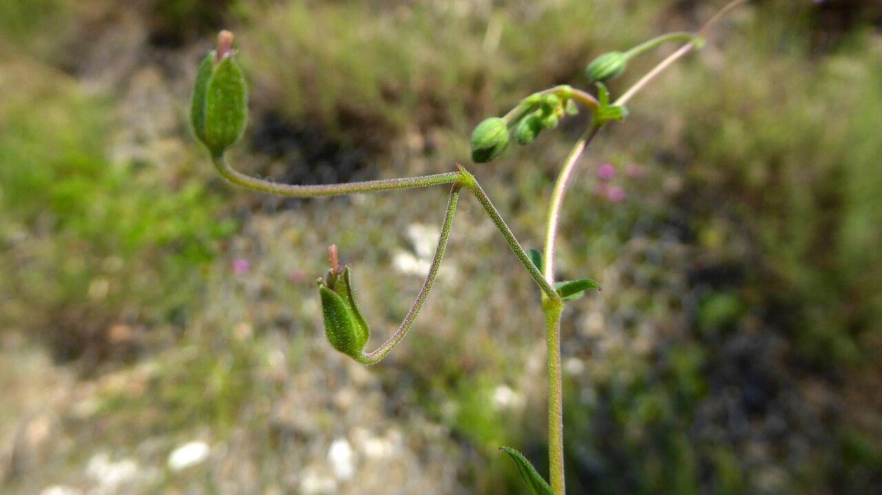 Geranium pyrenaicum fruit
