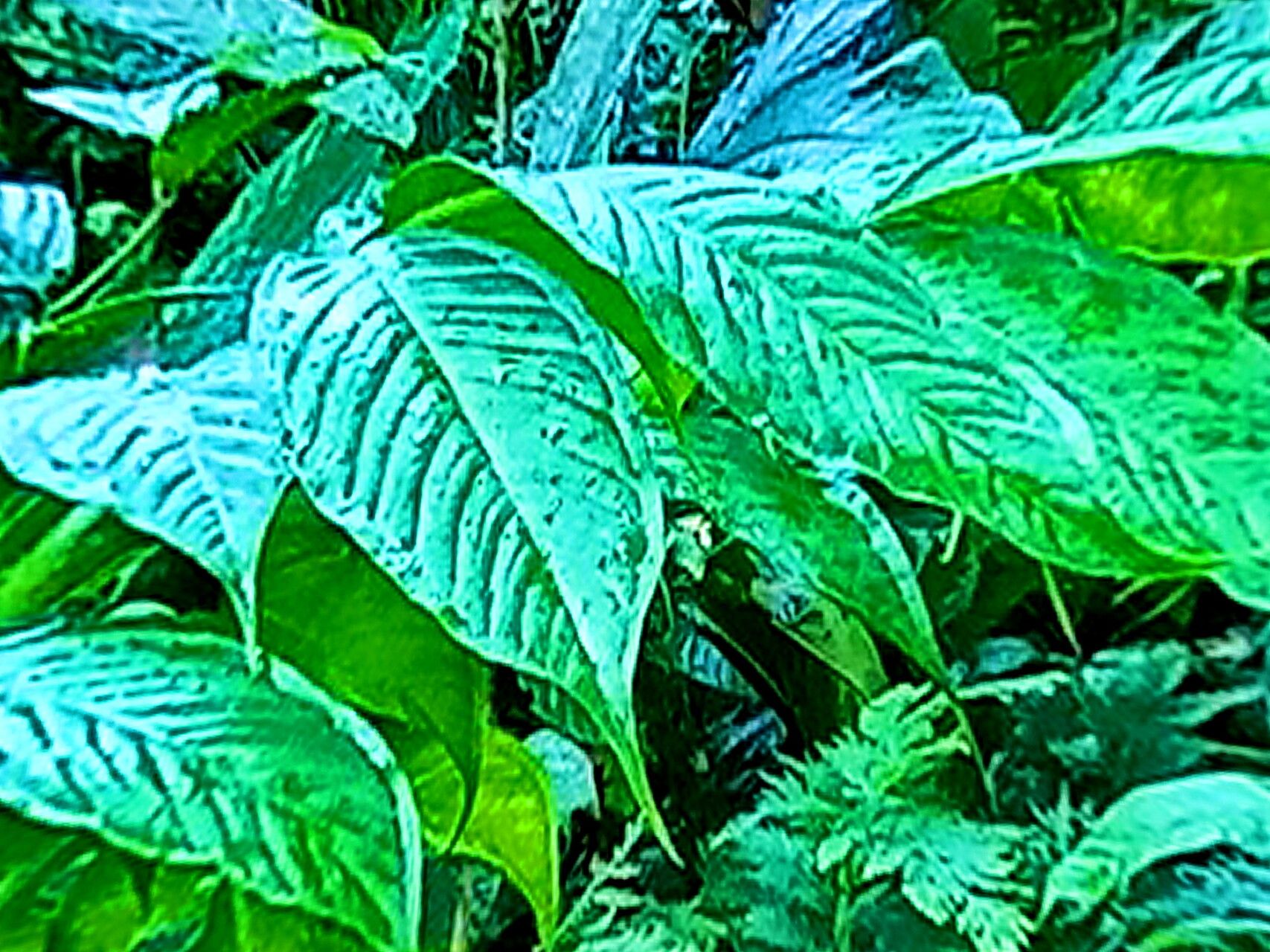 Amorphophallus hewittii — search result for 'Amorphophallus'