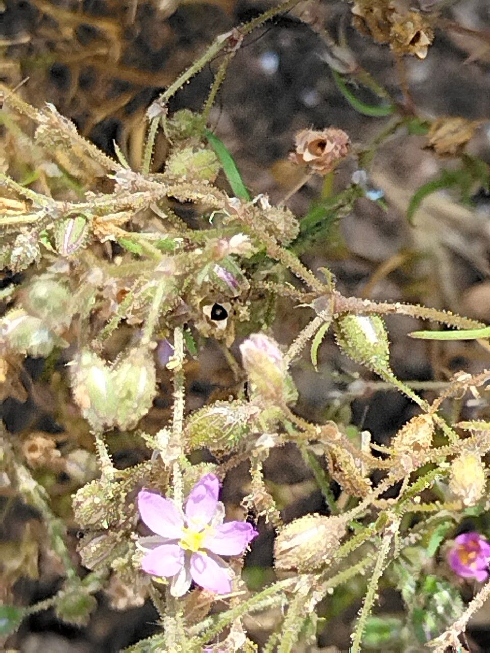 Spergularia rubra bark