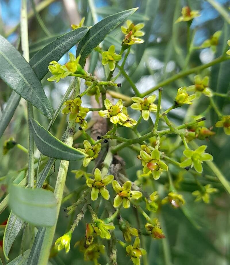 Schinopsis lorentzii flower