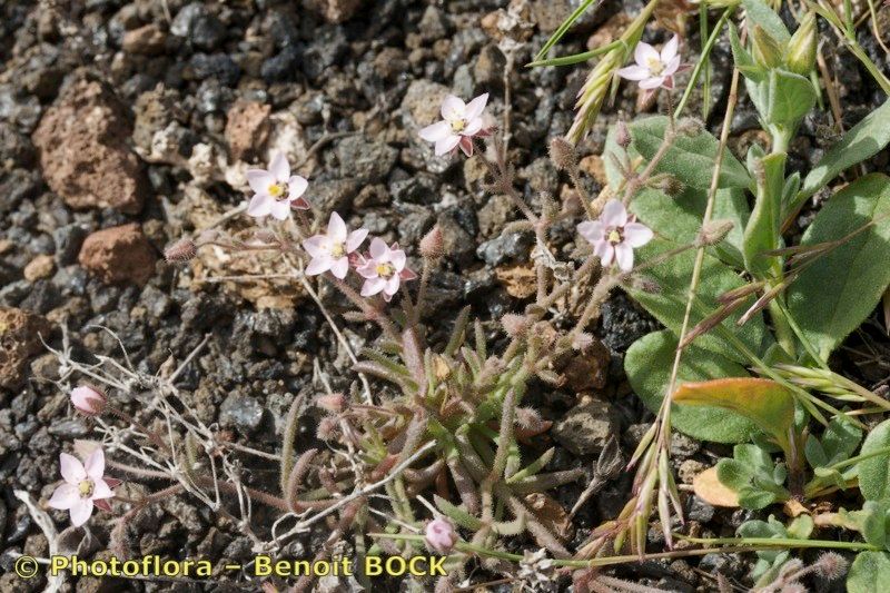 Minuartia webbii habit
