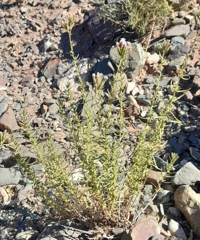 Stevia maimarensis habit