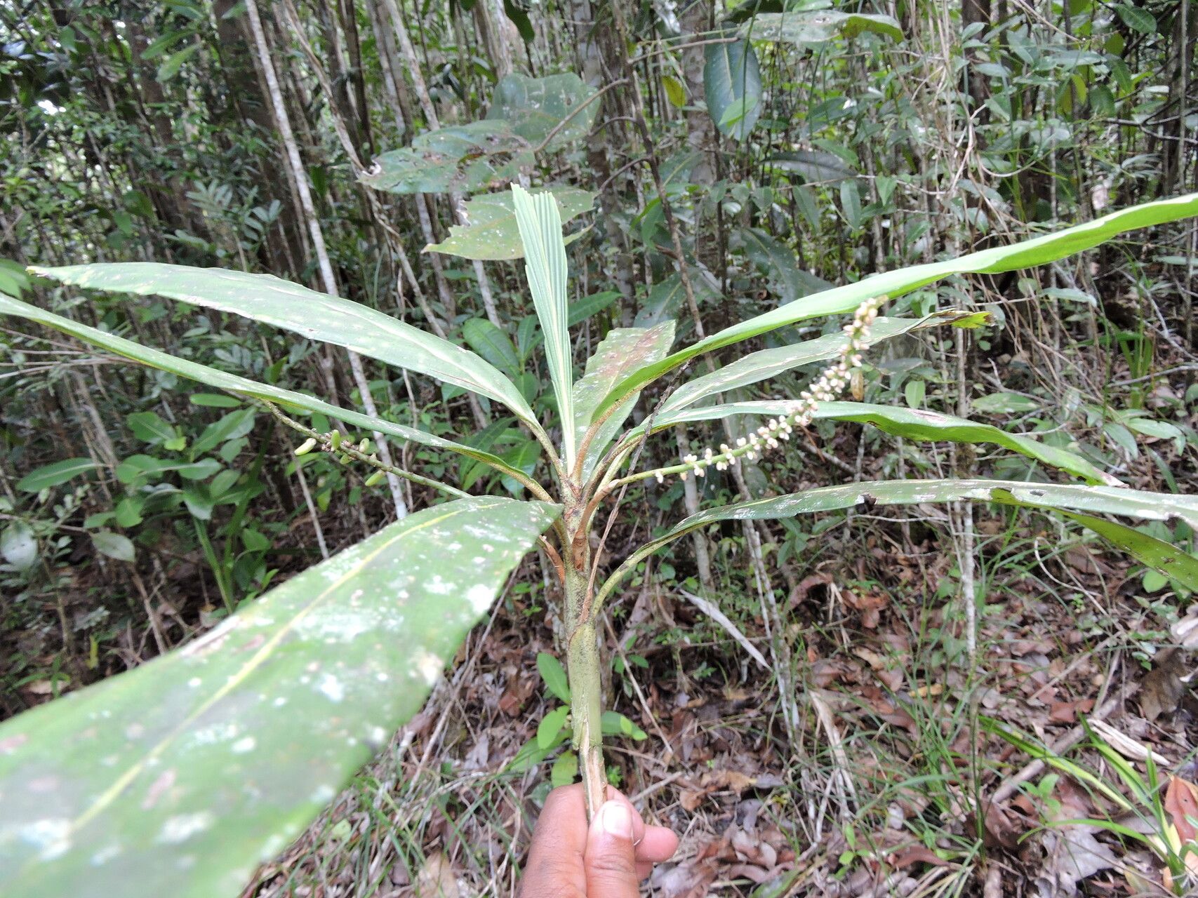 Dypsis integra — search result for 'Dypsis'