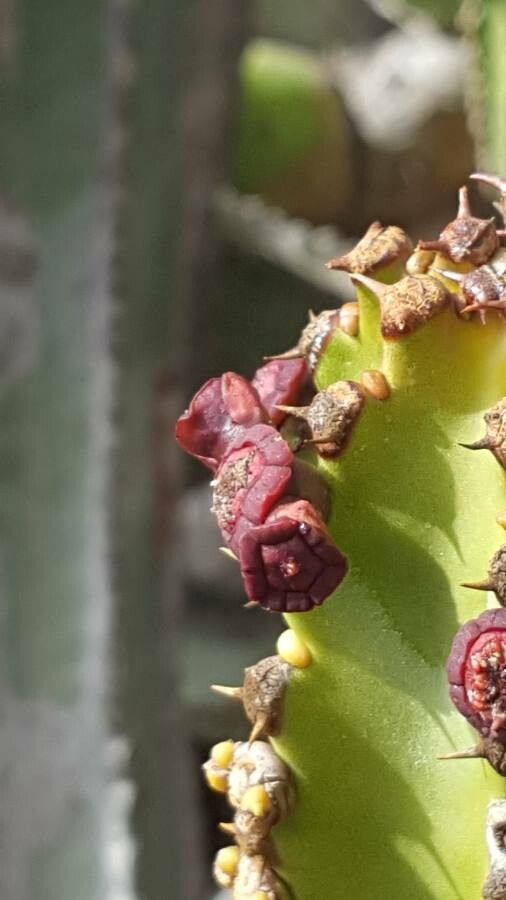 Euphorbia canariensis flower