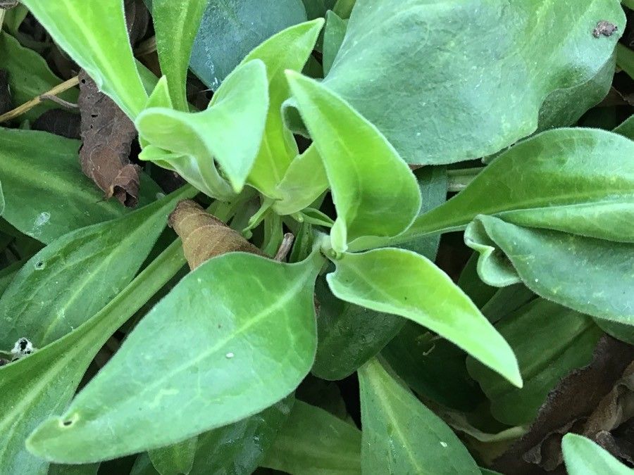 Silene hifacensis — houseplant care guide