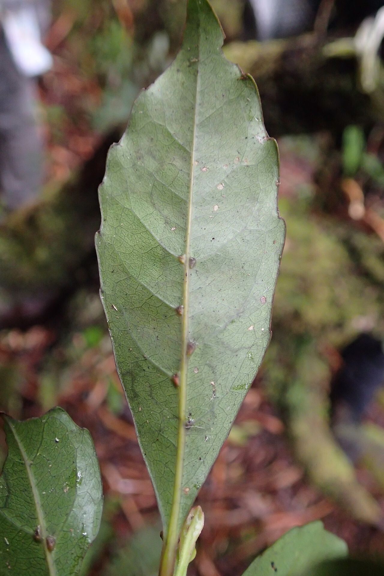 Elaeocarpus coumbouiensis — houseplant care guide