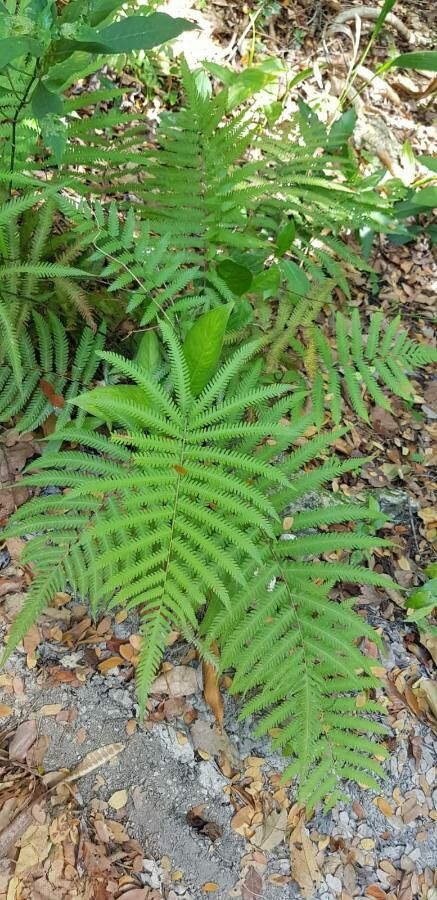 Thelypteris ovata leaf